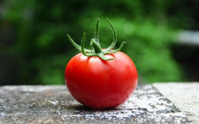 Jak si vyrobit dokonalá kvašená rajčátka?
