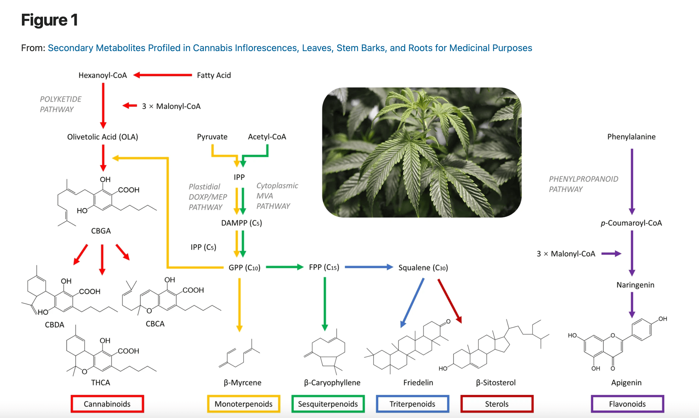 CBD a kosmetika tiny life 7