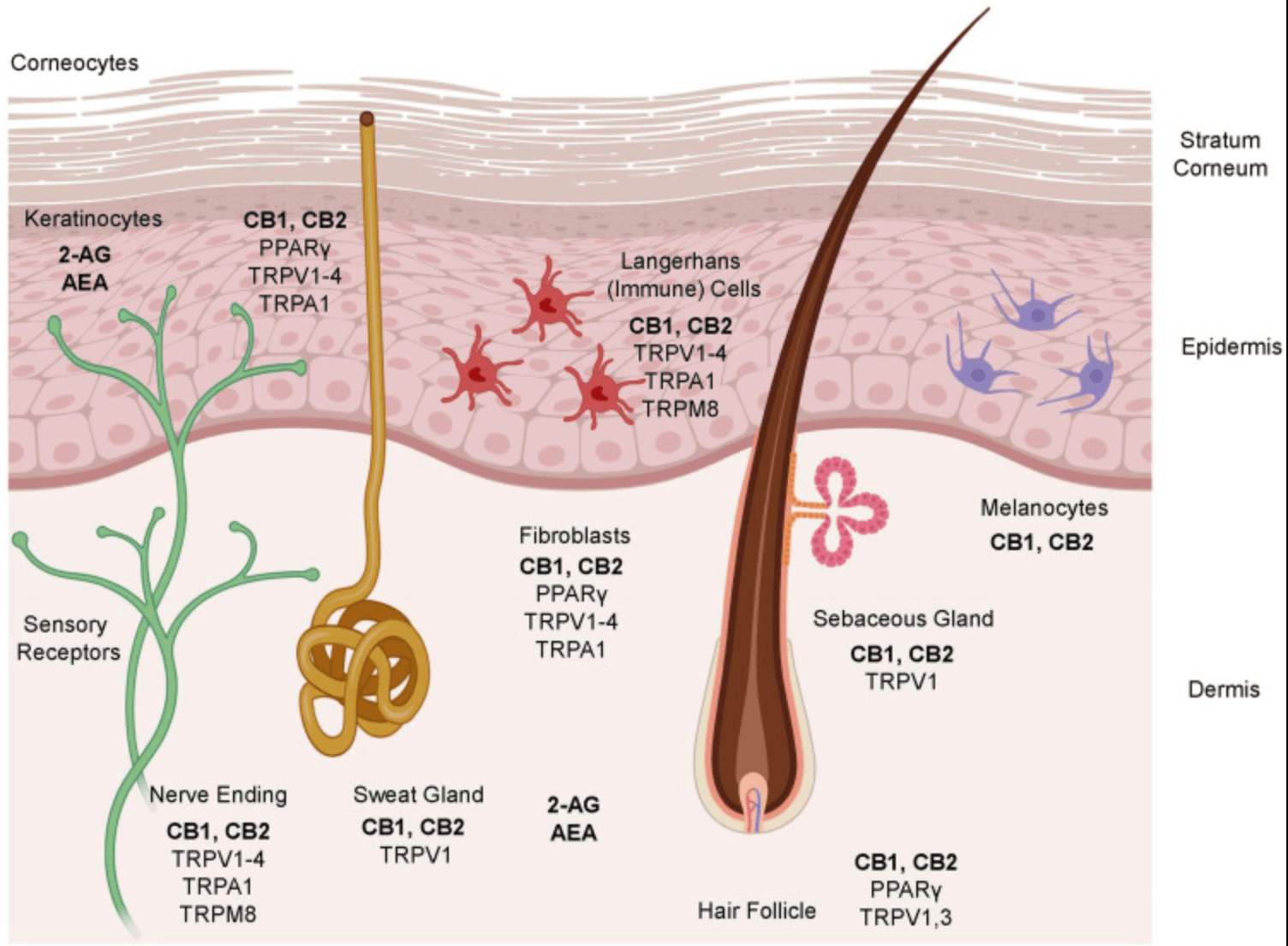 CBD a kosmetika tiny life 6